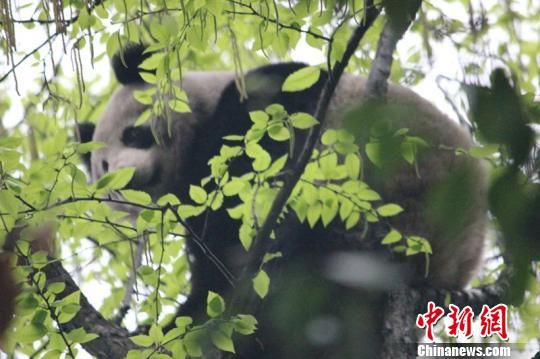 大熊猫在树上栖息 倪雪梅 摄