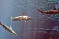 香港海洋公园6条鲨鱼离奇死亡 园方称设备故图片香港“海洋奇观”内的锤头鲨。 香港《文汇报》数据图片中新网11月14日电 据香港《文汇报》报道，香港海洋公园“海洋奇观”内6条锤头鲨本月初离奇死亡，海洋公园13日公布死因调查结果，指“海洋奇观”调控臭氧输出的传感器